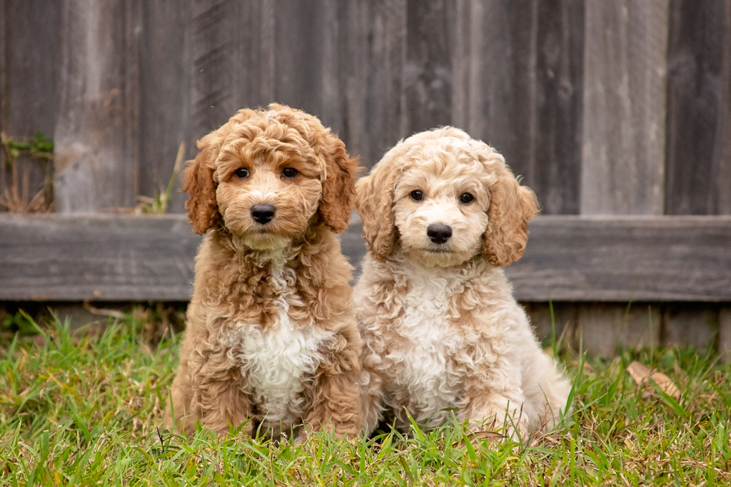klein poodle puppies for sale